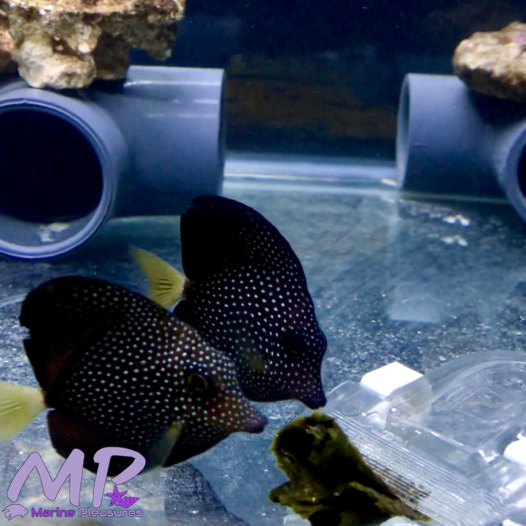 Quarantined Fish – Marine Pleasures
