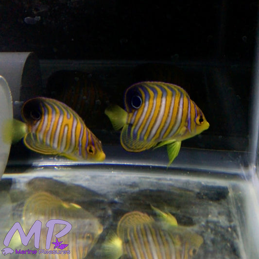 2.5" Regal Angelfish - (Bonded Pair)