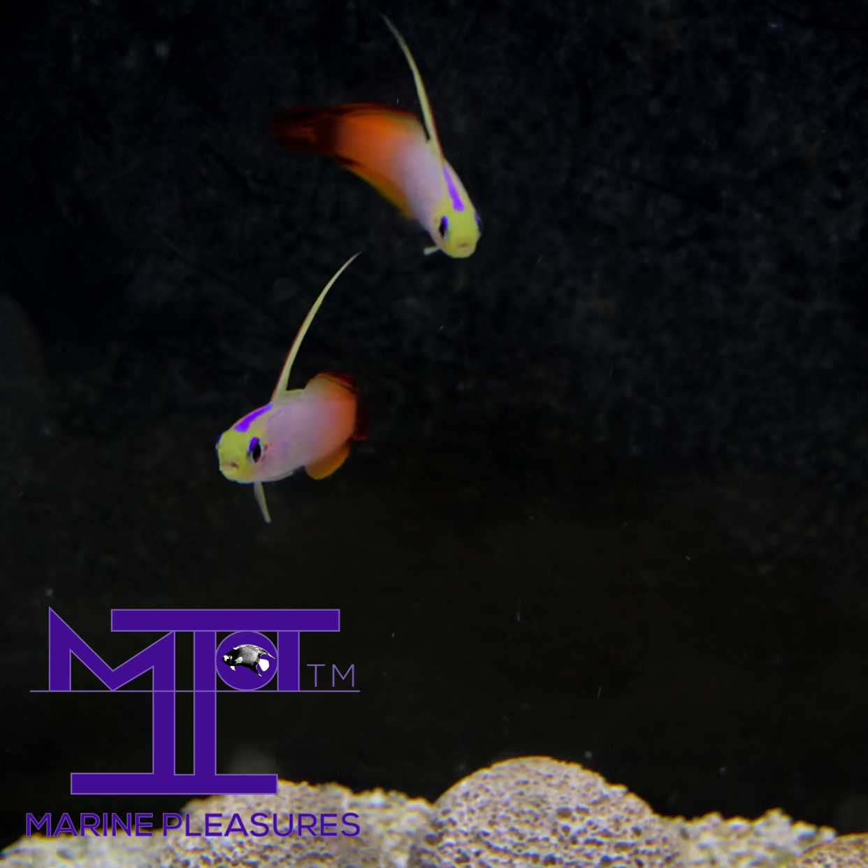 Firefish Goby - (Pair)