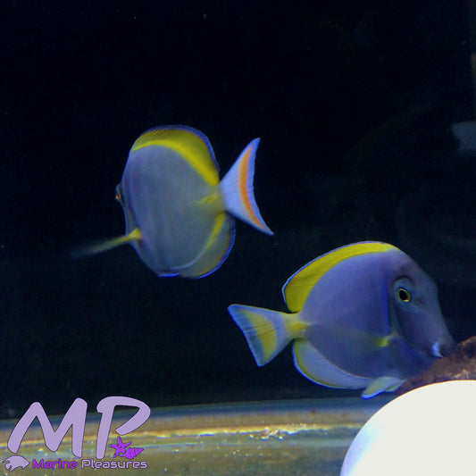 Achilles Hybrid Tang - Powder Blue Hybrid Tang - (Bonded Pair)