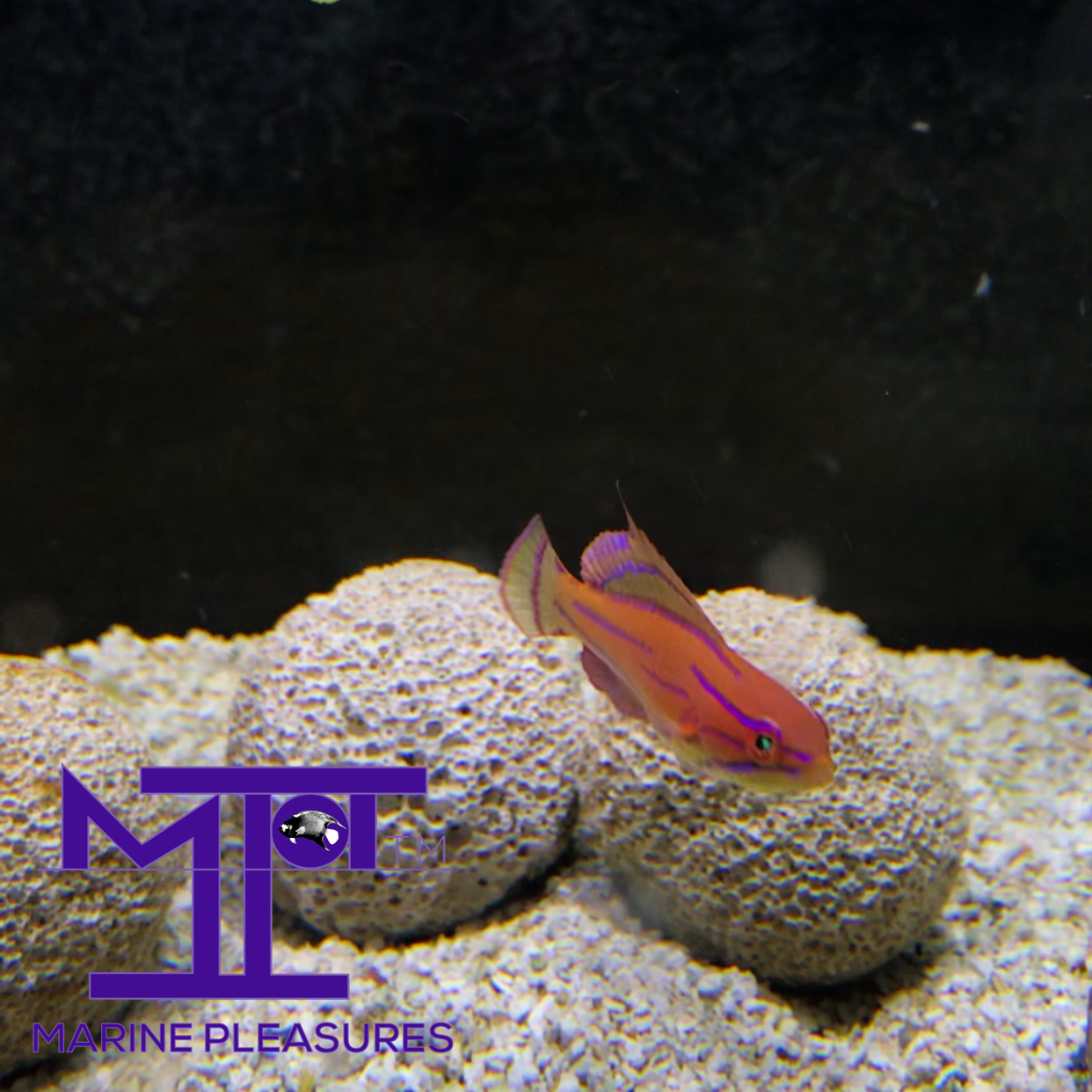 McCosker's Flasher Wrasse