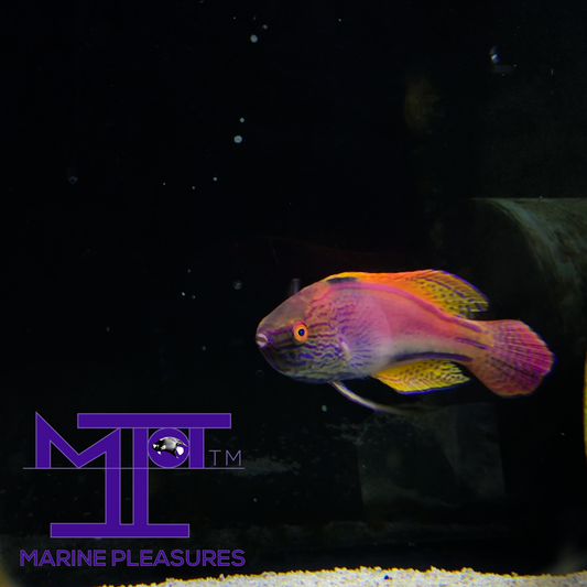 XL Aussie Lineatus Fairy Wrasse - (Supermale)