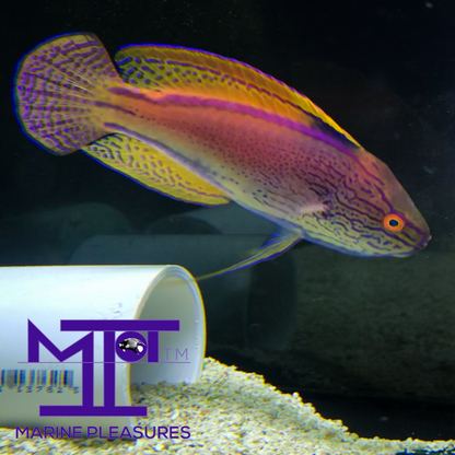 Aussie Lineatus Fairy Wrasse - (Male)