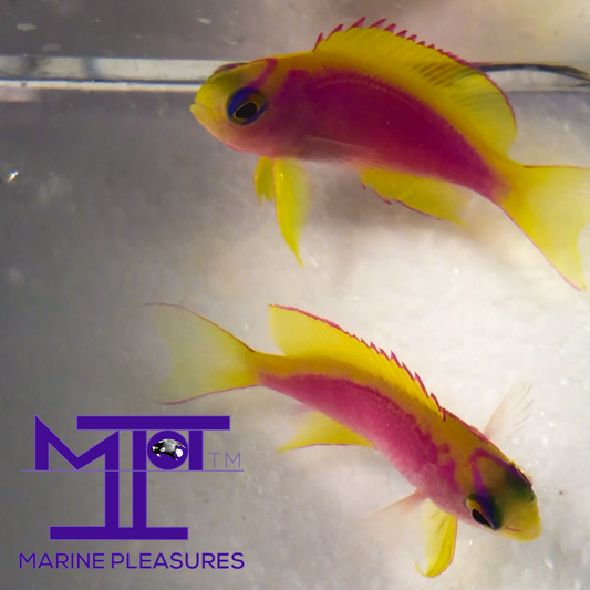 Japanese Ventralis Anthias - (Pair)