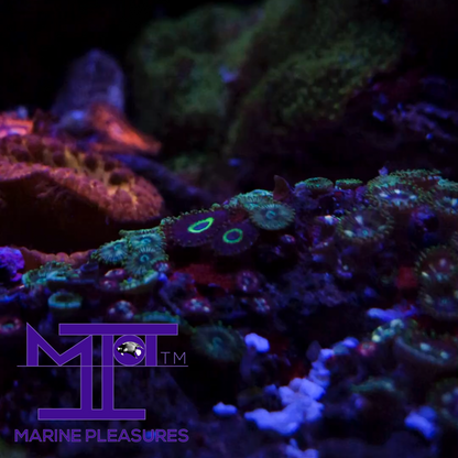 MP- UFO Zoanthid - (New release)