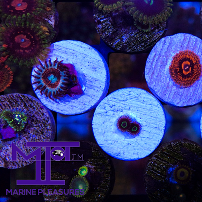 MP- UFO Zoanthid - (New release)