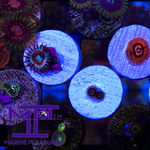 Load image into Gallery viewer, MP-UFO Zoanthid - (New release)
