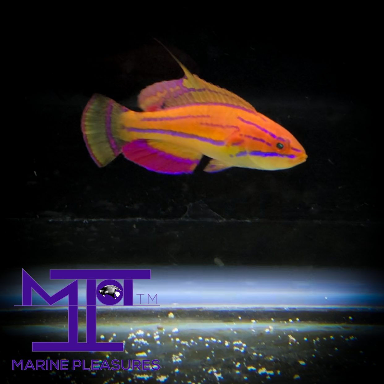 McCosker's Flasher Wrasse - (Male)