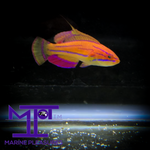 Load image into Gallery viewer, McCosker&#39;s Flasher Wrasse - (Male)
