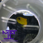 Load image into Gallery viewer, 1.5&quot; Aussie Yellow Assessor Basslet
