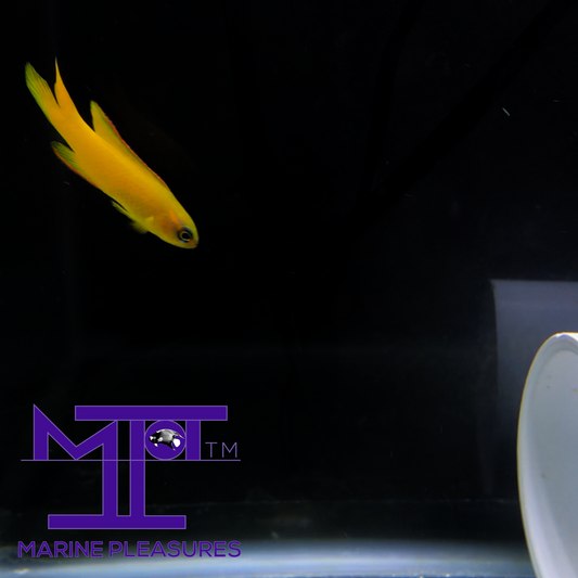 2" Aussie Yellow Assessor Basslet