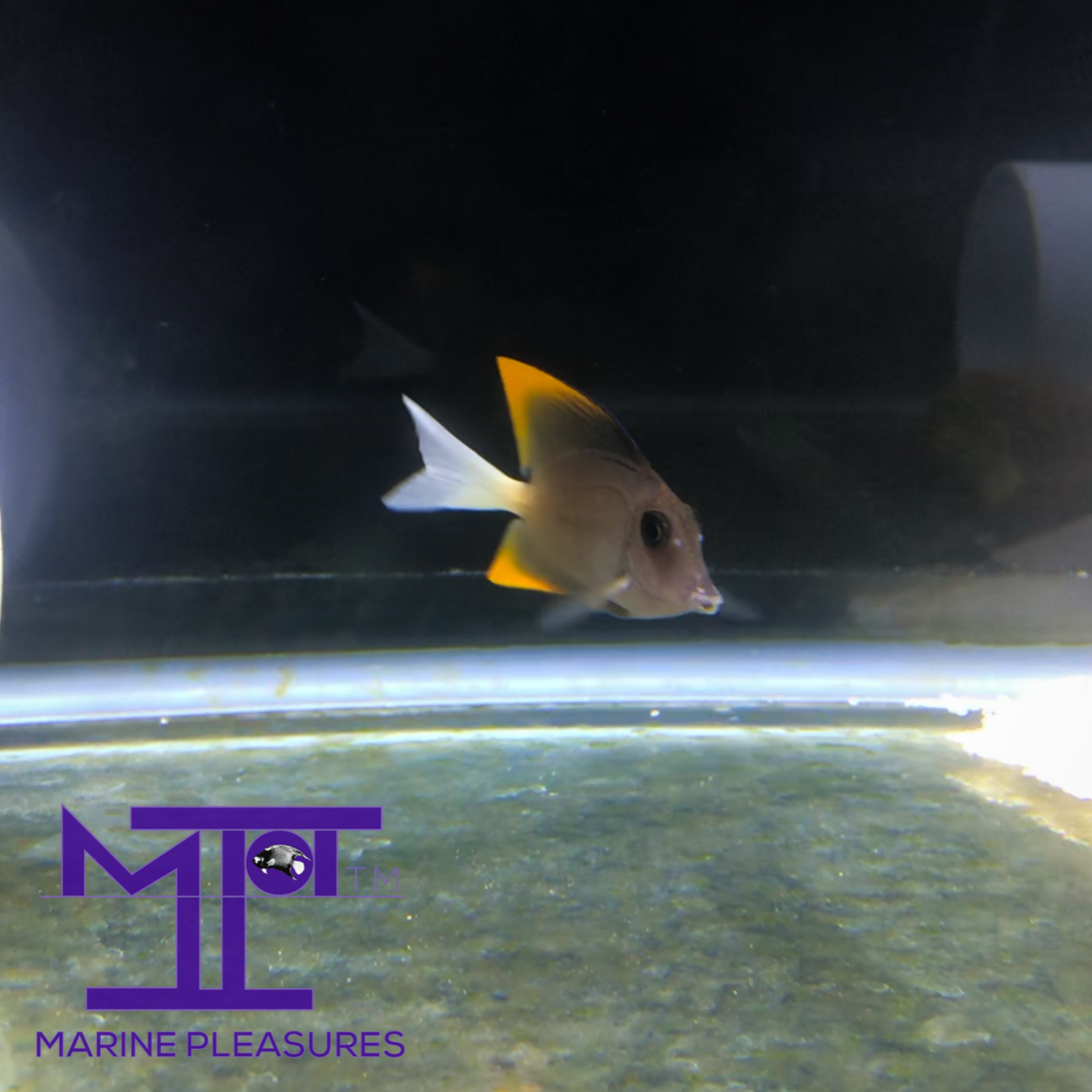 1.5" Flamefin Tomini Tang