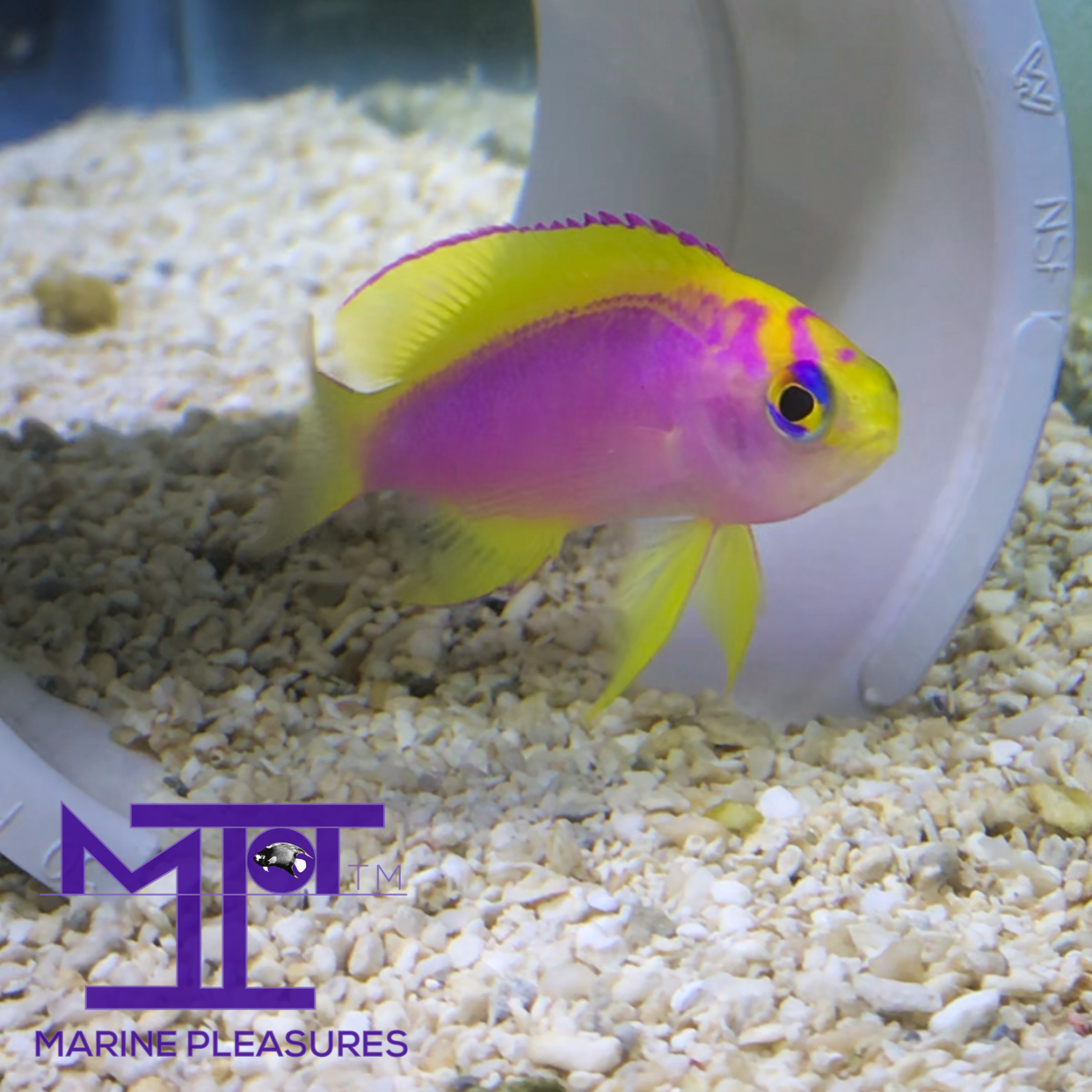 Japanese Ventralis Anthias - (Medium Female)