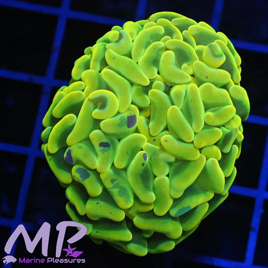Yellow Splatter Ultra Hammer Coral