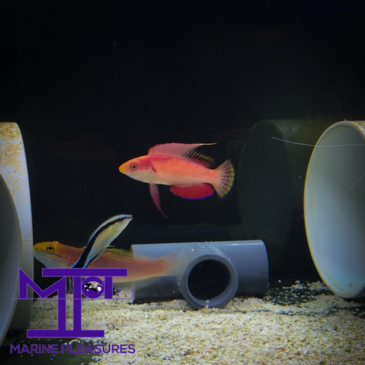 Tono's Fairy Wrasse - (Male)