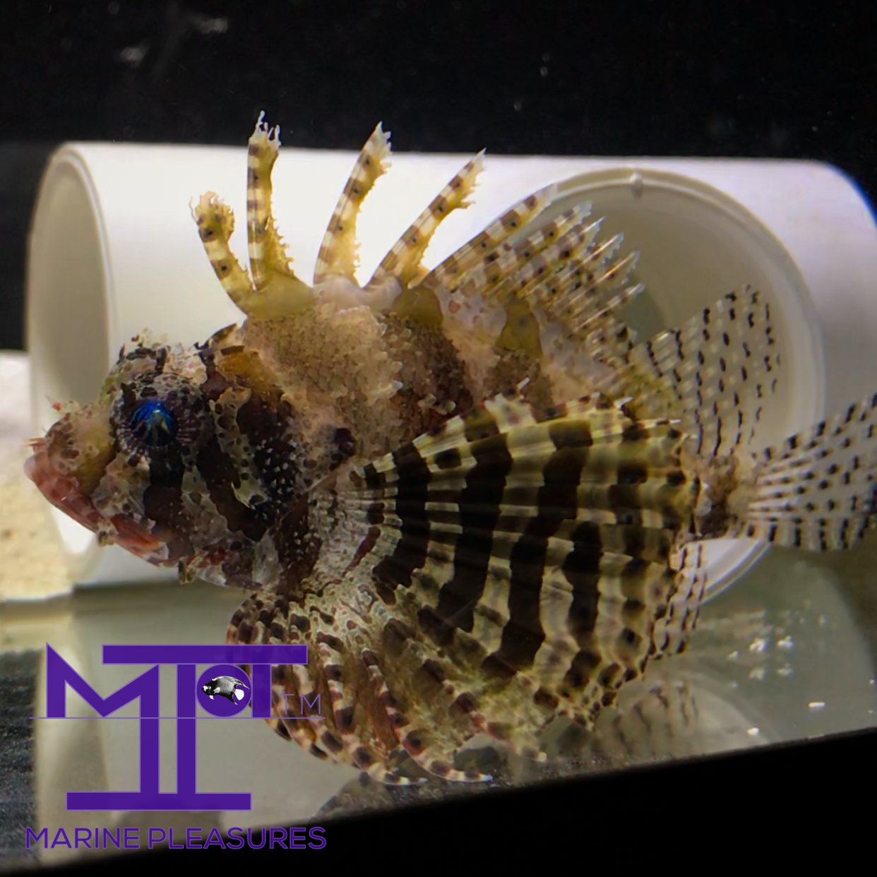 1.5" Yellow Fuzzy Dwarf Lionfish