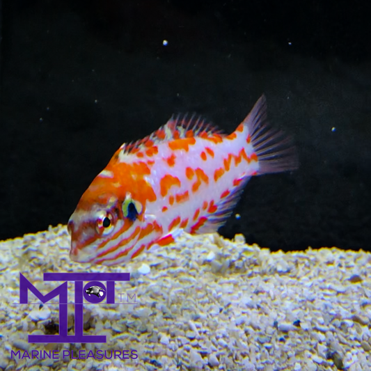 Choat's Red Leopard Wrasse