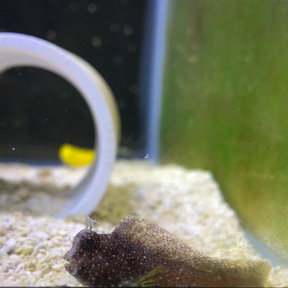 Tiny Starry Blenny