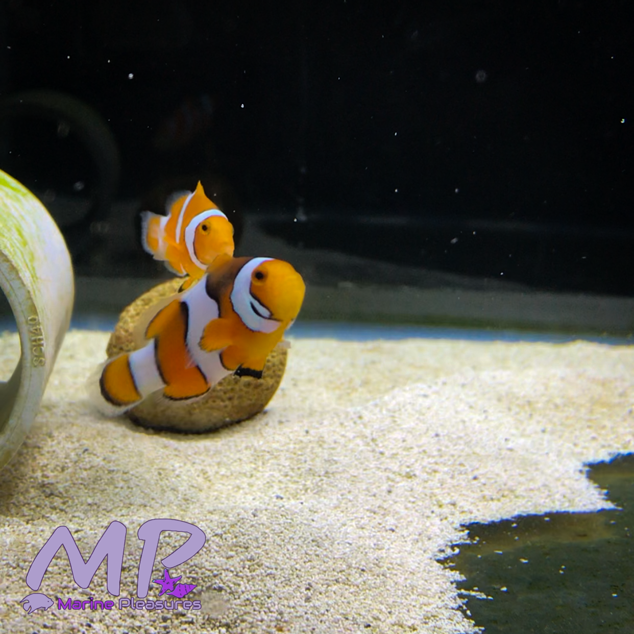 Bali Aquarich True Percula Clownfish - (Pair)