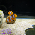 Load image into Gallery viewer, Bali Aquarich True Percula Clownfish - (Pair)

