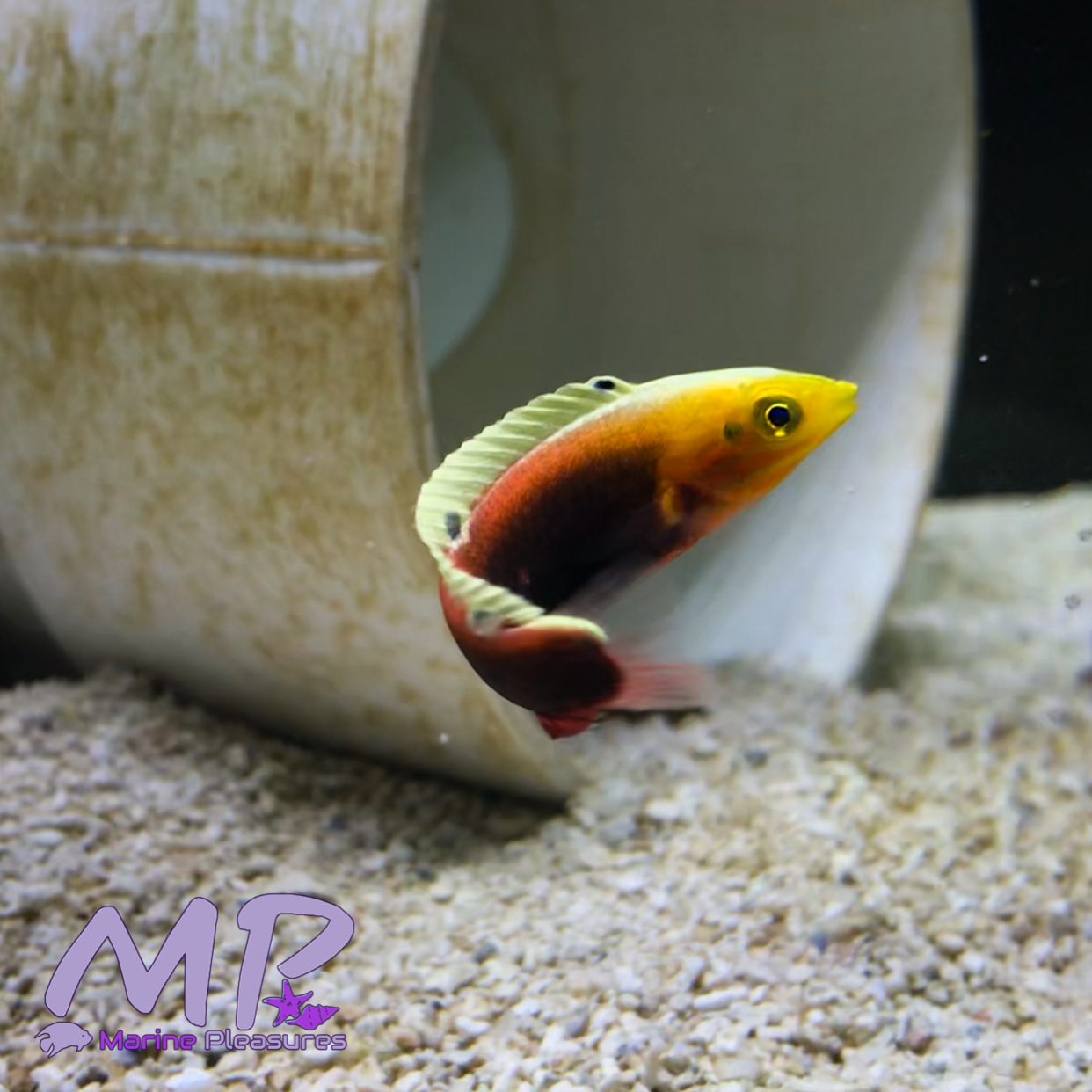 Radiant Wrasse - (Juvenile)