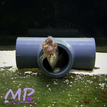 2" Starry Blenny