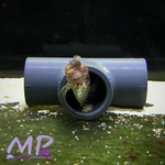 Load image into Gallery viewer, 2&quot; Starry Blenny
