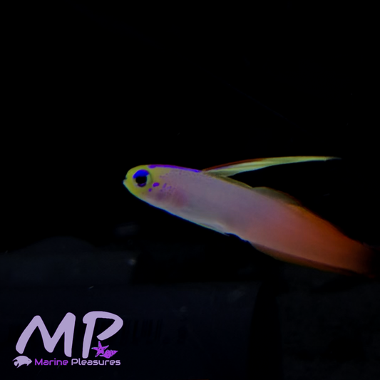 Firefish Goby