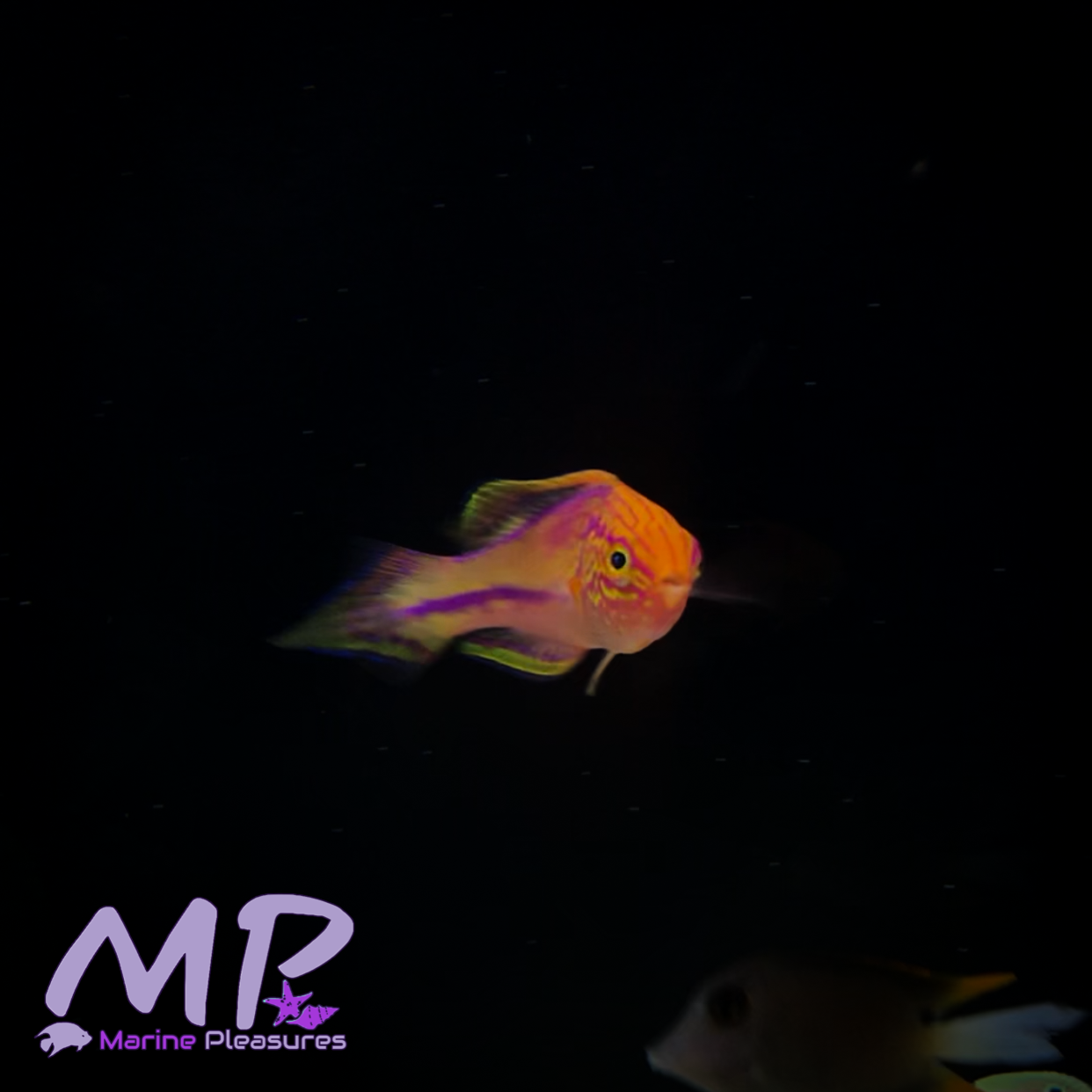 2.5" Pintail Fairy Wrasse - (Male)