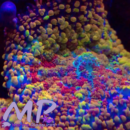 Rainbow Bounce Rhodactis Mushroom Coral