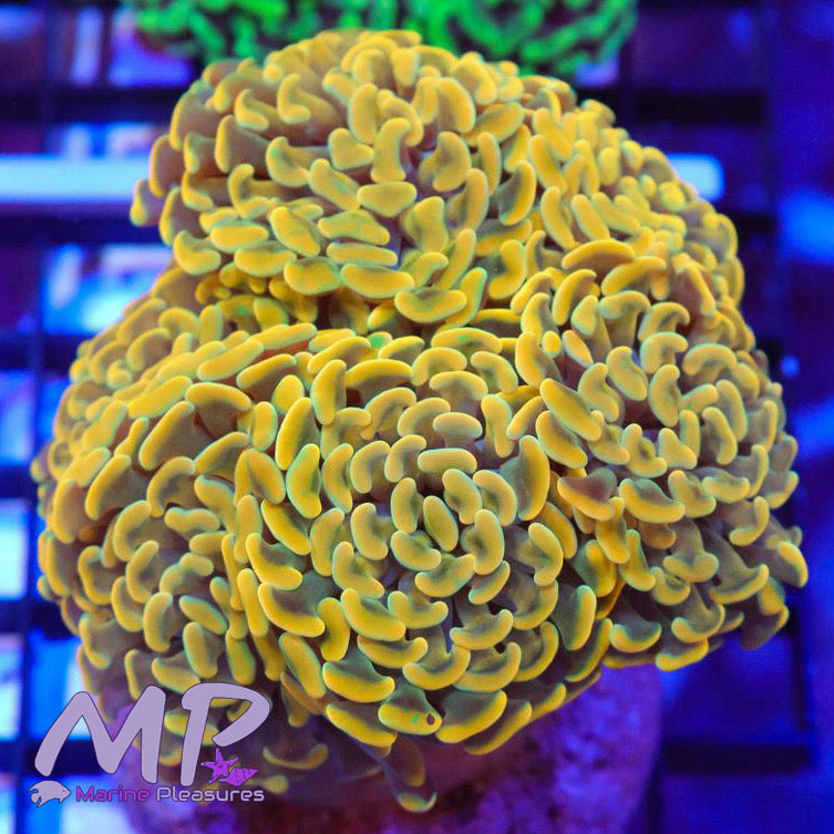 Aussie Ultra Orange Gold Stem Hammer Coral - (Cut to Order)