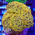 Load image into Gallery viewer, Aussie Ultra Orange Gold Stem Hammer Coral - (Cut to Order)
