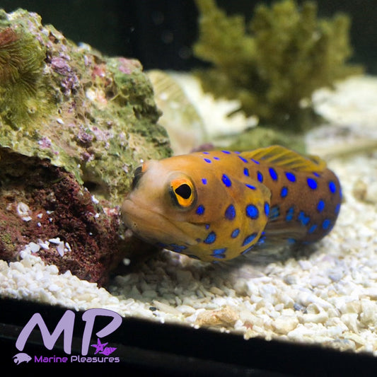 Bluespotted Jawfish