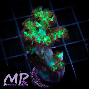 3" Japanese Neon Kenya Tree Coral