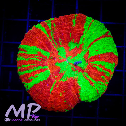 2.5" Australian Ultra Bleeding Apple Scolymia Coral