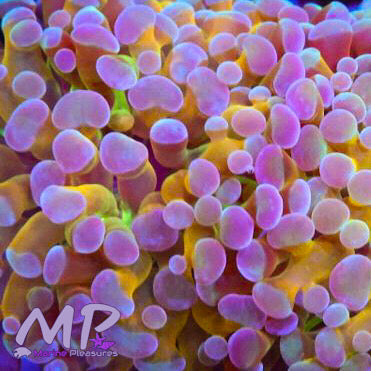 Yellow Hologram Frammer Coral - (Cut to Order)