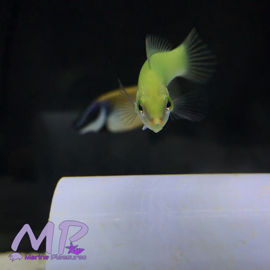 2.5" Green Coris Wrasse