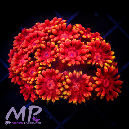 Jae's Atomic Balls Goniopora - (Cut to Order)