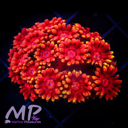 Hellfire Goniopora Coral - (Cut to Order)