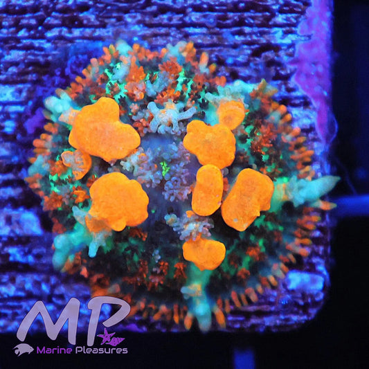 Orange Blast Bounce Mushroom Coral