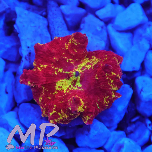 Eclectus Jawbreaker Bounce Mushroom Coral