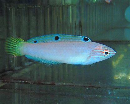 Earmuff Wrasse - (M/F PAIR)