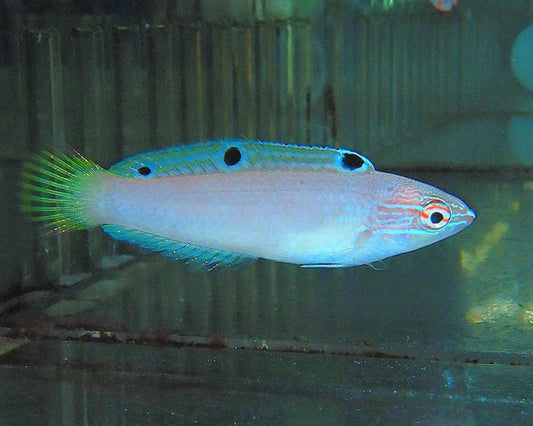 Earmuff Wrasse - (M/F PAIR)