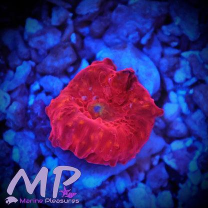Eclectus Mushroom Coral