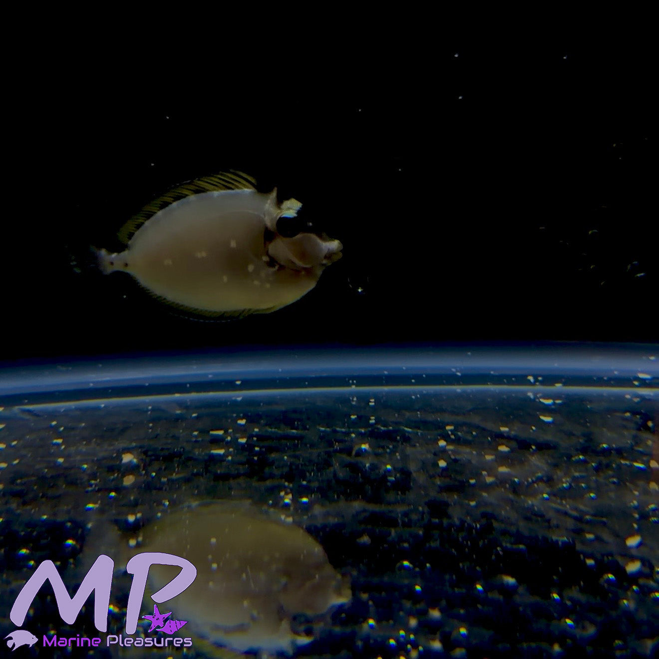 Quarantined Fish – Marine Pleasures