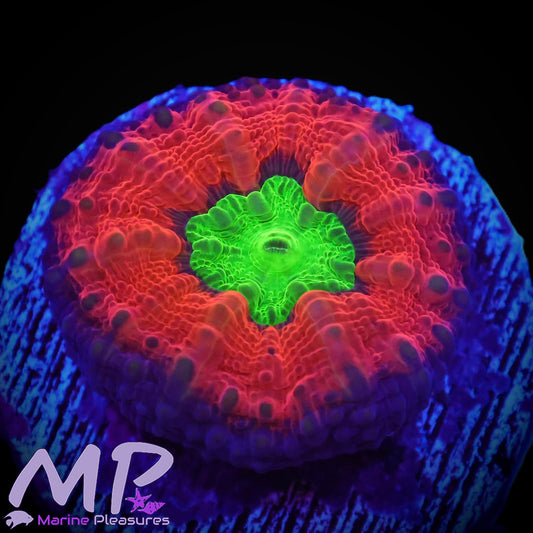 Orange/Red Goblin Symphyllia Coral