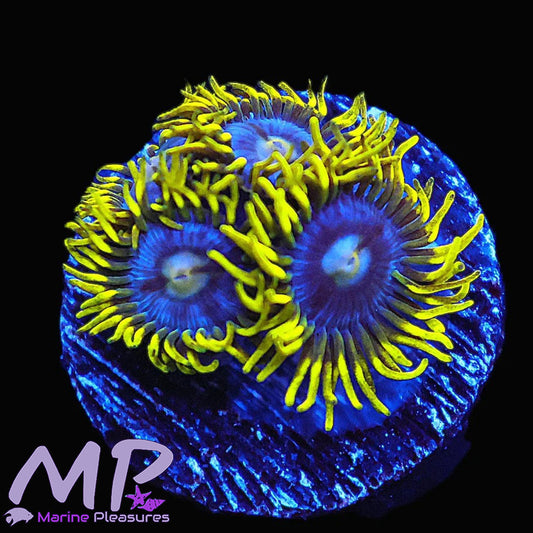 Smurfette Zoanthids Coral
