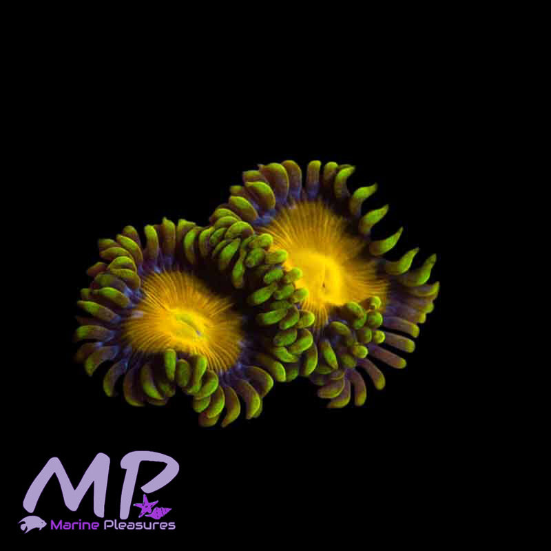 King Midas Zoa - (2 Polyps)