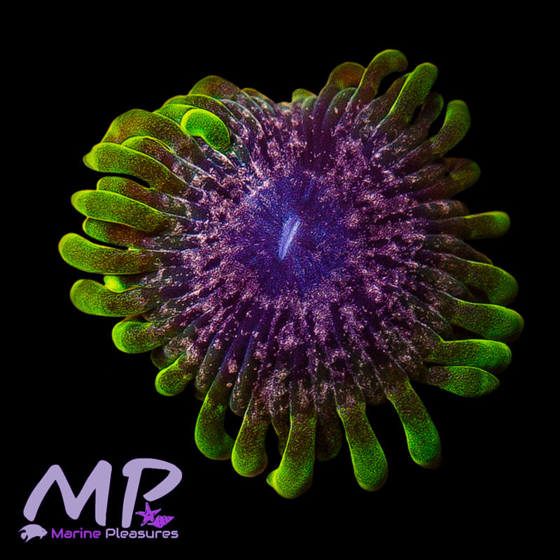 Atmosphere Zoanthid