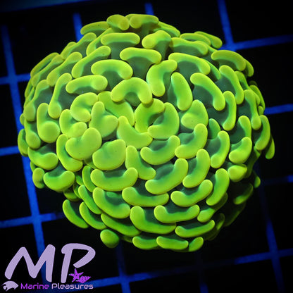 True Yellow Ultra Hammer Coral
